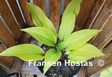 Hosta Considering Concordville