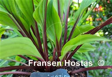 Hosta Considering Concordville