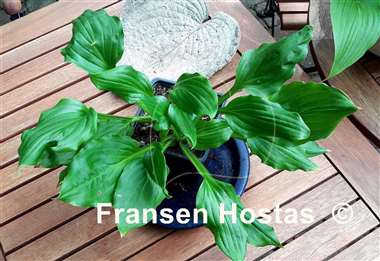 Hosta Contortionist