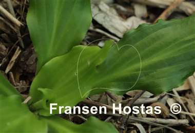 Hosta Contortionist