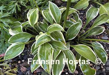 Hosta Cookie Crumbs