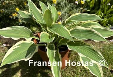 Hosta Cool Mistress