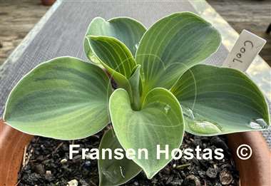 Hosta Cool Mouse