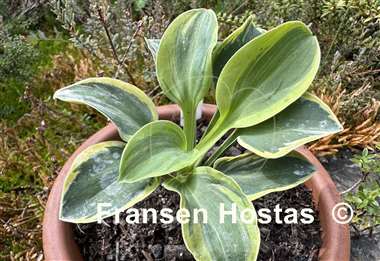 Hosta Cool Mouse