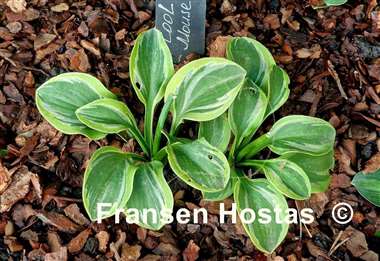 Hosta Cool Mouse