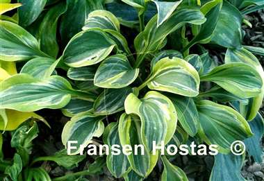Hosta Cool Mouse