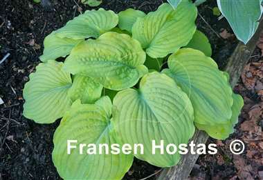 Hosta Corn Muffins
