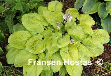 Hosta Corn Muffins