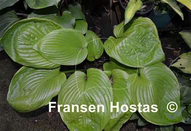 Hosta Corona