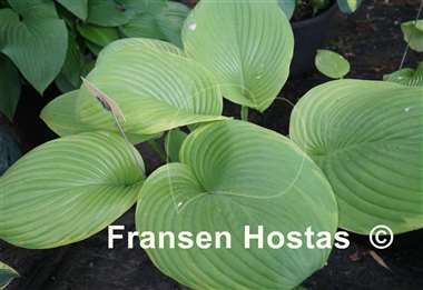 Hosta Corona
