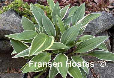 Hosta Cotillion