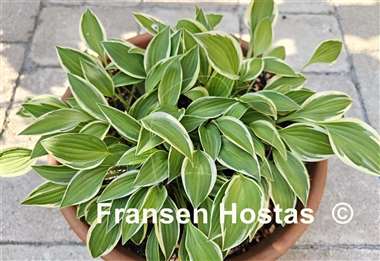 Hosta Cotillion