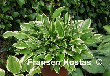 Hosta Cotillion