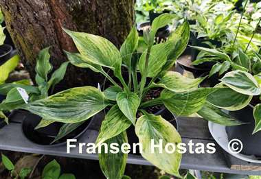 Hosta Cotton Candy