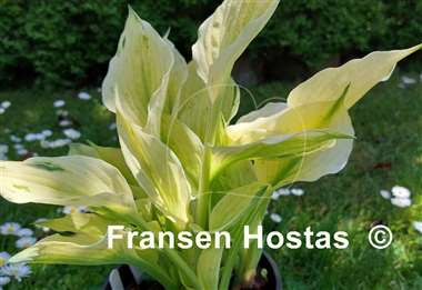 Hosta Cotton Candy