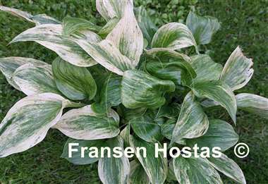 Hosta Cotton Candy
