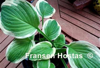 Hosta Count Your Blessings