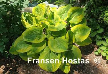 Hosta Country Confessions