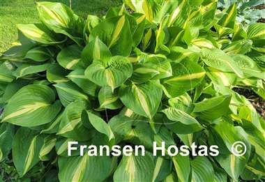 Hosta Country Heartthrob