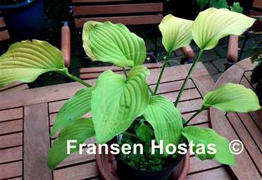 Hosta Country Melody