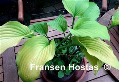 Hosta Country Melody
