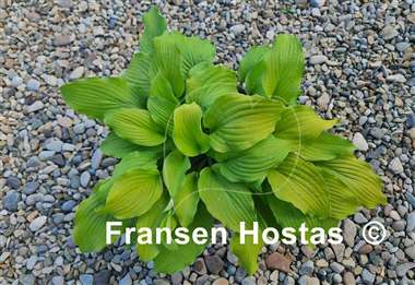 Hosta Country Melody