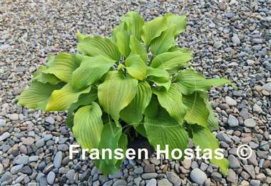 Hosta Country Melody