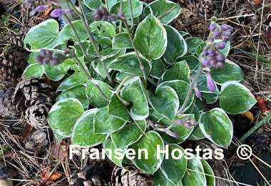 Hosta Country Mouse