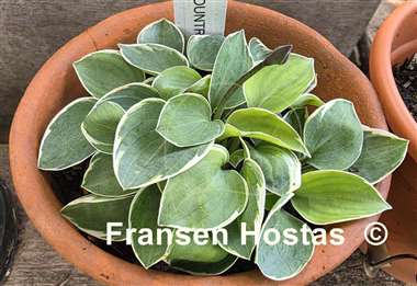 Hosta Country Mouse