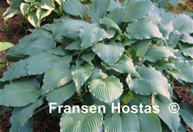 Hosta Country Rippled Relic