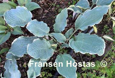 Hosta Country River Rapids