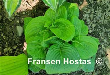 Hosta County Park