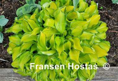 Hosta Cracker Crumbs