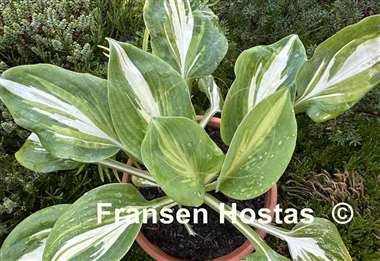 Hosta Crackerjack