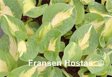 Hosta Crackerjack
