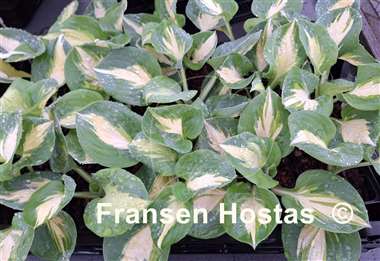 Hosta Crackerjack