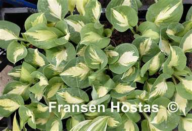 Hosta Crackerjack