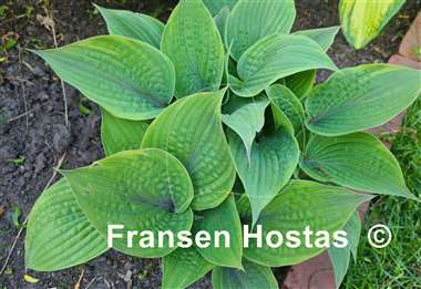 Hosta Crazy Hazy 