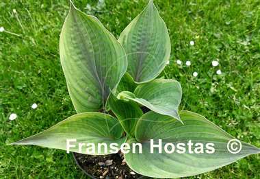 Hosta Crazy Hazy