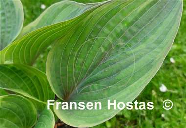 Hosta Crazy Hazy