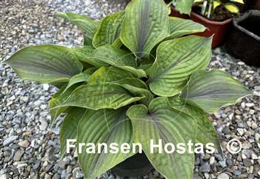Hosta Crazy Hazy