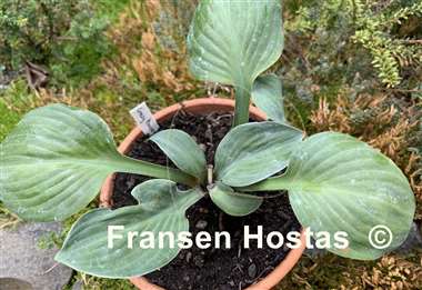 Hosta Crazy Mouse
