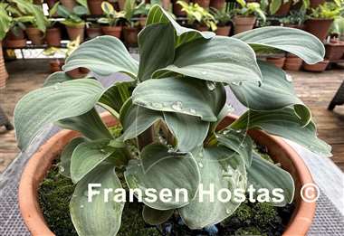 Hosta Crazy Mouse