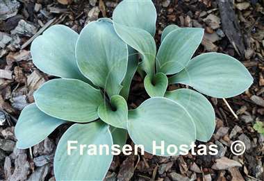 Hosta Crazy Mouse