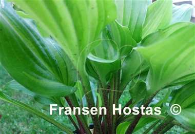 Hosta Crazy Spirit
