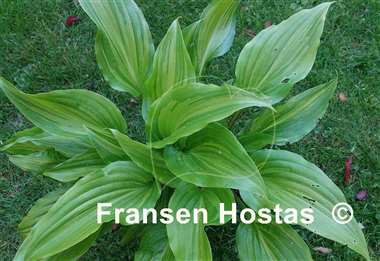 Hosta Crazy Spirit