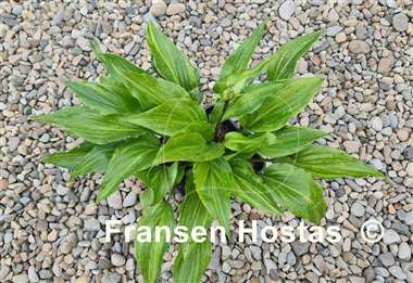 Hosta Crazy Spirit
