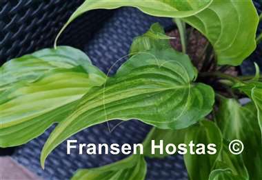 Hosta Crazy Spirit