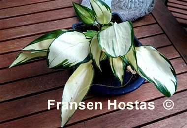 Hosta Cream Cake
