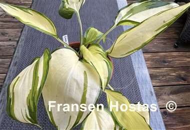 Hosta Cream Cake